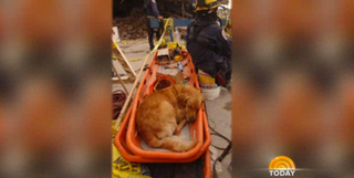 Illustration for article titled 9/11's Last Surviving Search Dog Goes on Today, Tears Ensue